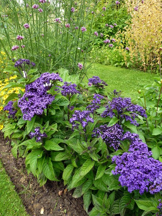 Heliotropium arborescens 'Marine' (2)
